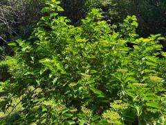 (Malbau) shrub