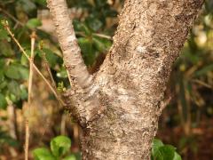 (Yamazakura Cherry) trunk (Yamazakura Cherry) trunk