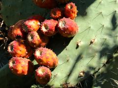 (Red Prickly Pear) fruit tuna