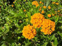 (Lantana) flowers