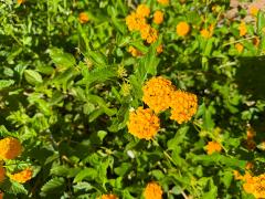 (Lantana) shrub