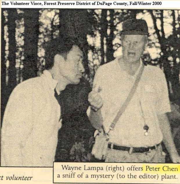 Fall 2000 Volunteer Voice Mystery plant