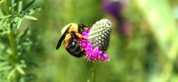 (Brown-belted Bumble Bee) on Purple Prairie Clover