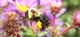 (Common Eastern Bumble Bee) hovering pollen basket on New England Aster