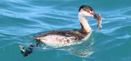 (Horned Grebe) swallows Yellow Perch