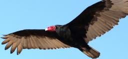 (Turkey Vulture) soaring