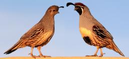 (Gambel's Quail) pair bonding