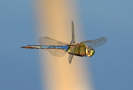 (Common Green Darner) male hovering