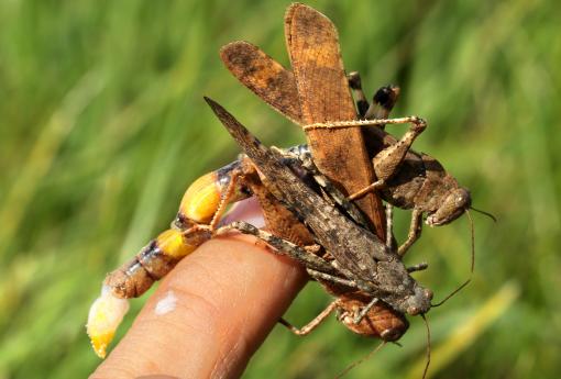 (Carolina Grasshopper) mate guarding finger