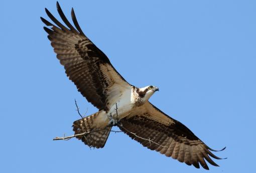 (Osprey) nesting stick