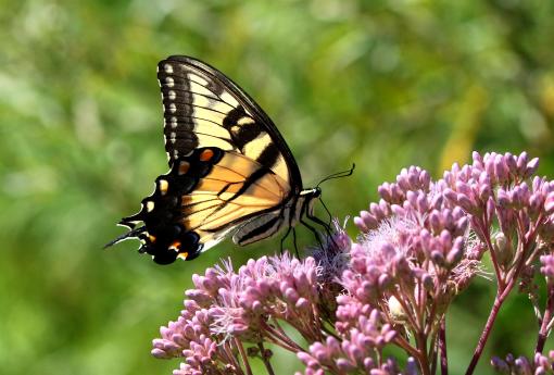 (Tiger Swallowtail) female flying