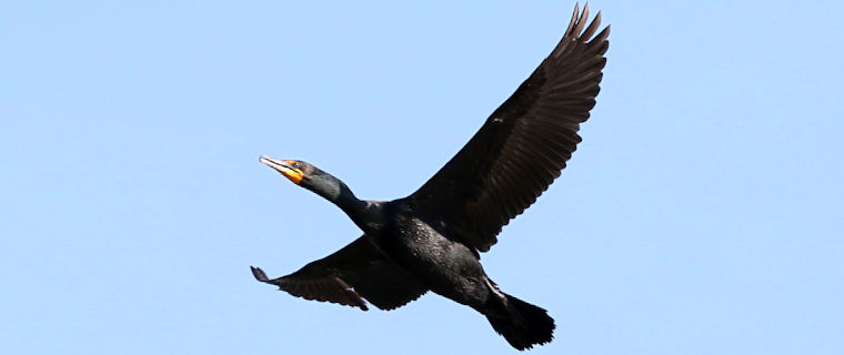 iNaturalist Project Naperville, IL