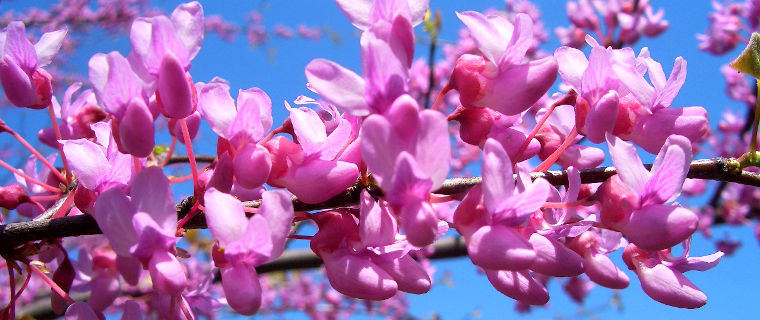 iNaturalist Project Naperville Riverwalk, IL