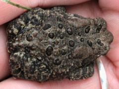 (American Toad) dorsal