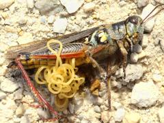 (Gordioidea Horsehair Worm) (Red-legged Grasshopper)