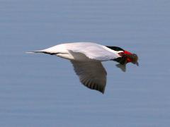 (Channel Catfish) and Caspian Tern