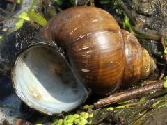 (Asian Apple Snail) shell