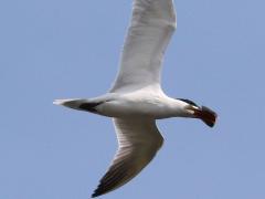(Bluegill) and Caspian Tern
