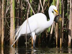 (Green Sunfish) and Great Egret
