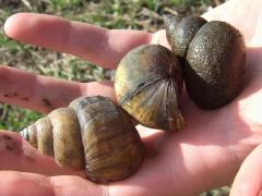 (Asian Apple Snail) trio