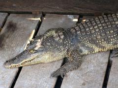 (Siamese Crocodile) chillin