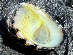 (Blotched Nerite) ventral