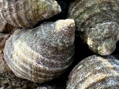 (Radiata Periwinkle) dorsal