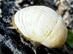 (Gastropoda Snail) upperside