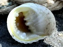 (Pleated Nerite) ventral