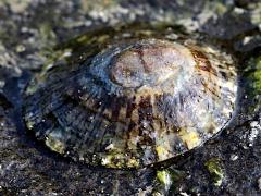 (Cellana Indo-Pacific Limpet) dorsal