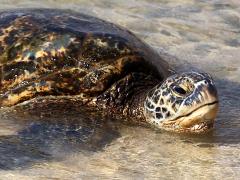 (Green Sea Turtle) female crawling