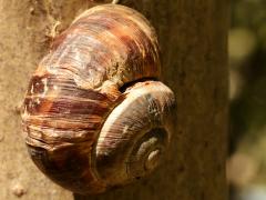 (Turkish Snail) dorsal