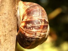 (Turkish Snail) lateral