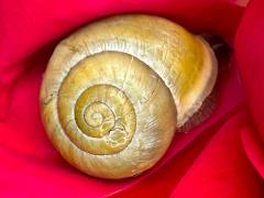 (White-lipped Snail) dorsal