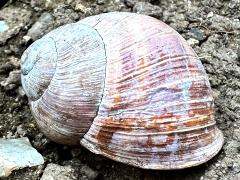 (Roman Snail) dorsal