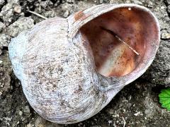(Roman Snail) ventral