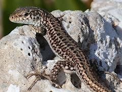 (Erhard's Wall Lizard) basking