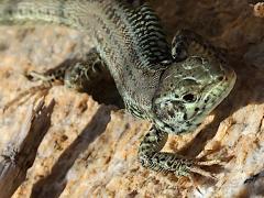 (Erhard's Wall Lizard) face