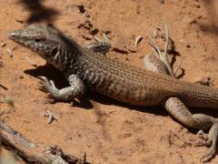 (Western Whiptail) resting