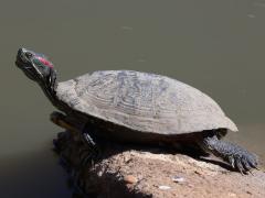 (Pond Slider) elegans basking