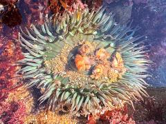 (Sunburst Anemone) open