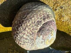 (Speckled Tegula) apical