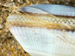 (Bean Clam Hydroid) attached to Gould Beanclam