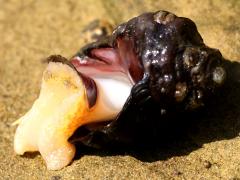 (Dark Unicorn) ventral