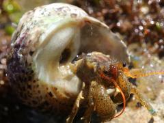 (Blueband Hermit Crab) (Banded Tegula)