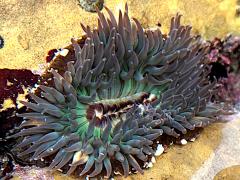 (Sunburst Anemone) upperside