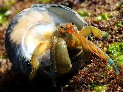 (Blueband Hermit Crab) and Speckled Tegula