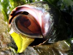 (Eroded Periwinkle) operculum on Ulva Sea Lettuce