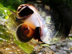 (Eroded Periwinkle) underside on Ulva Sea Lettuce