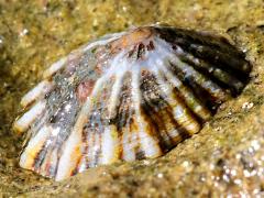 (Rough Limpet) profile